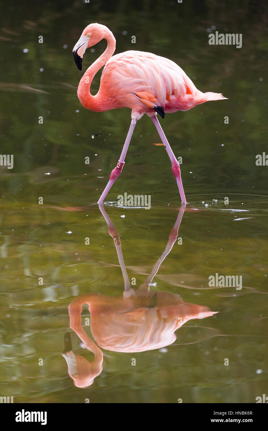 American Flamingo (Phoenicopterus ruber) reflected. Stock Photo