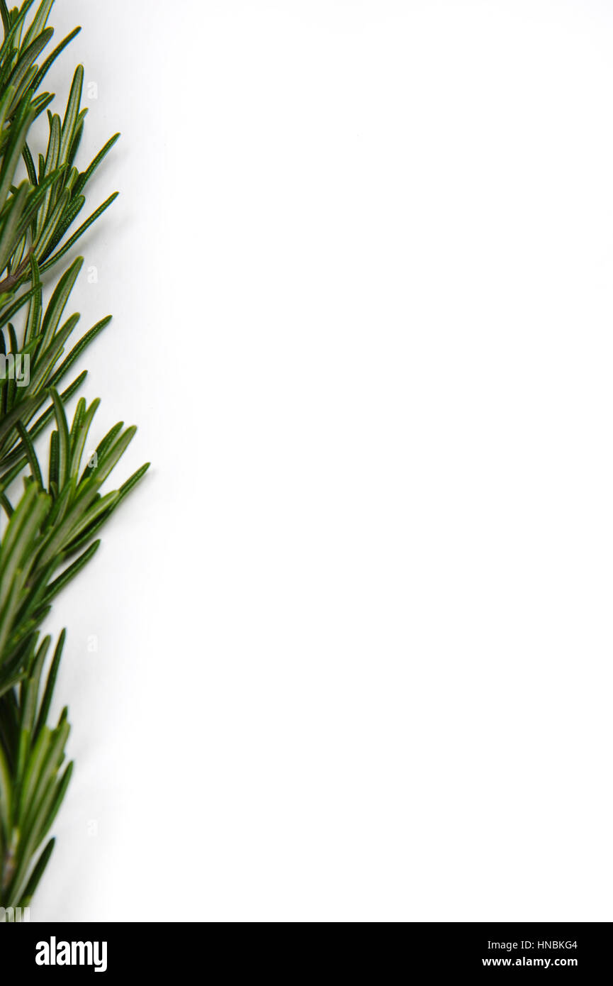 Rosemary on a white Background Stock Photo