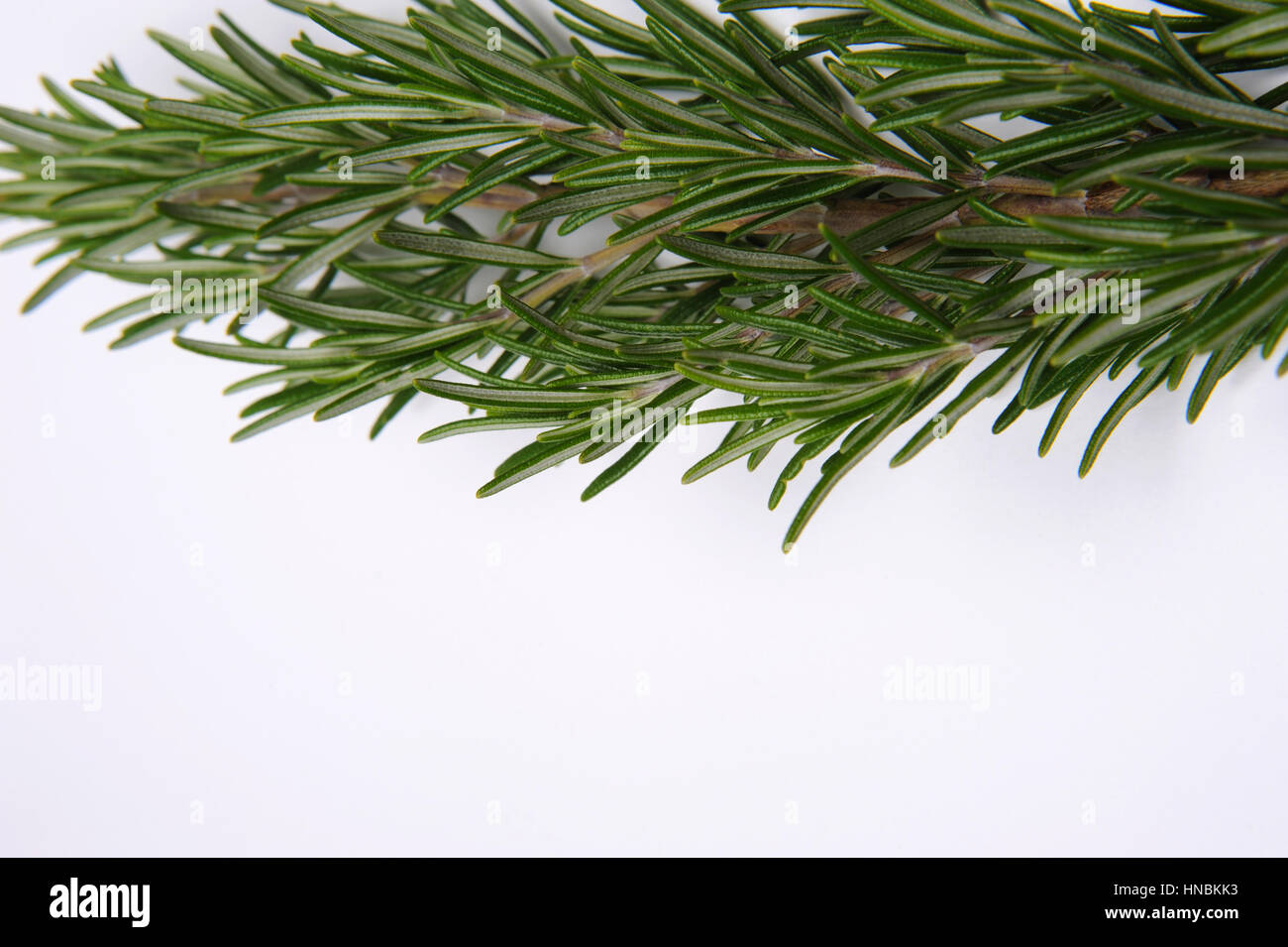 Rosemary on a white Background Stock Photo - Alamy