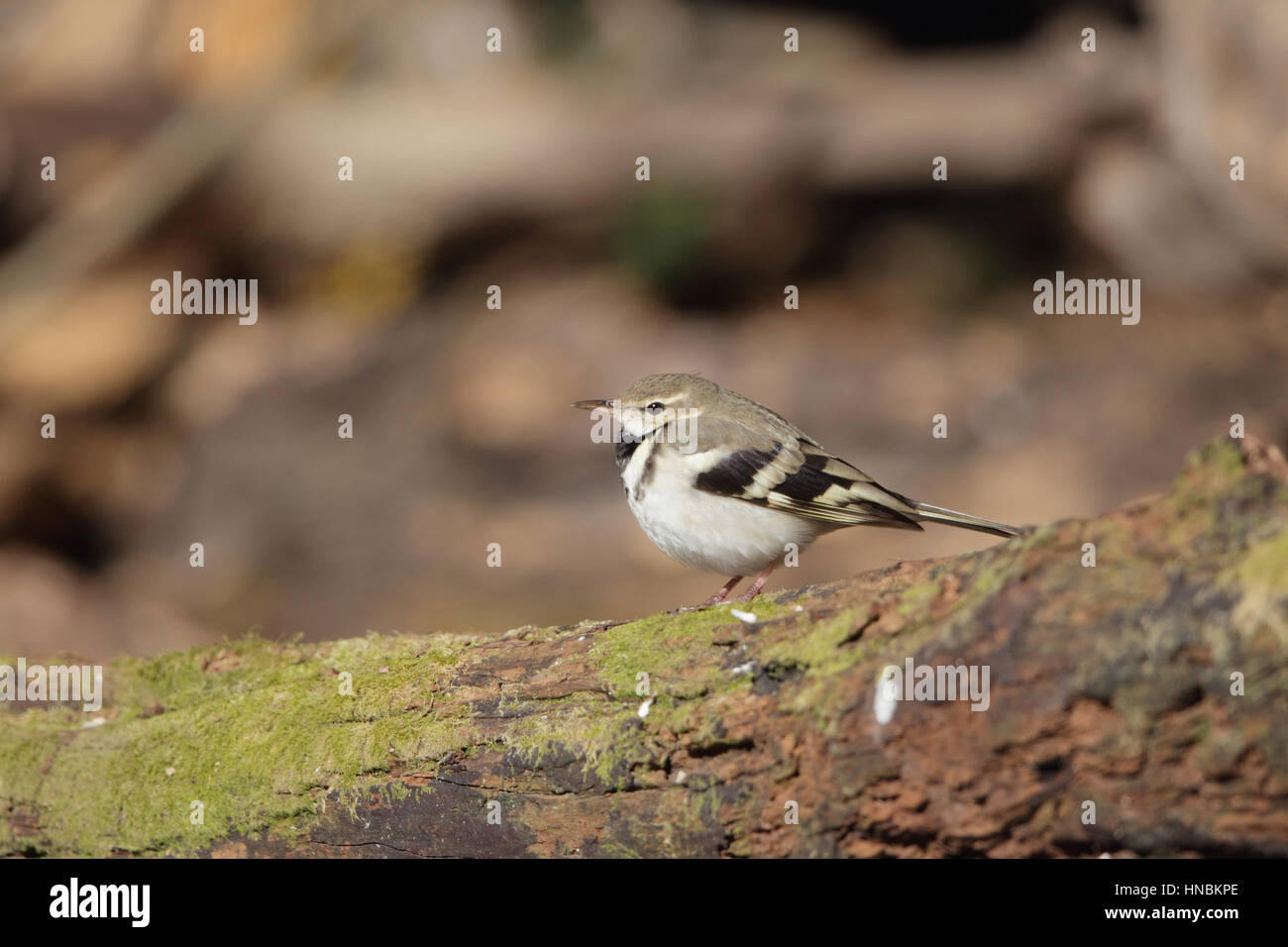 Forest Wagtail (Dendronanthus indicus) - a bird walking along a fallen trunk lying on the ground in woodland at Lake Miike, Kyushu, Japan Stock Photo