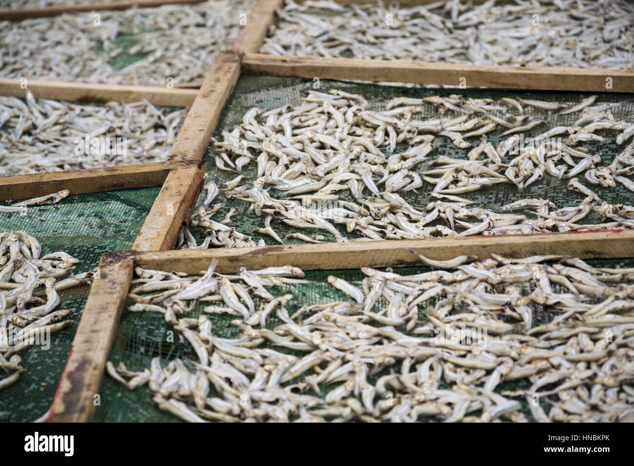 Anchovies drying for fish sauce production in Mui Ne, Vietnam Stock