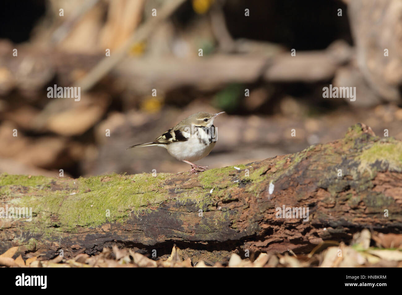 Forest Wagtail (Dendronanthus indicus) - a bird walking along a fallen trunk lying on the ground in woodland at Lake Miike, Kyushu, Japan Stock Photo