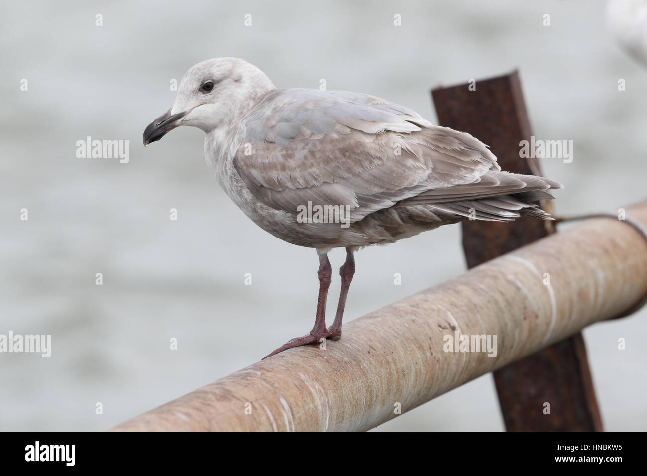 Immature Glaucous-winged Gull (Larus glaucescens) perched on a pipe on the Hokkaido coast, Japan Stock Photo
