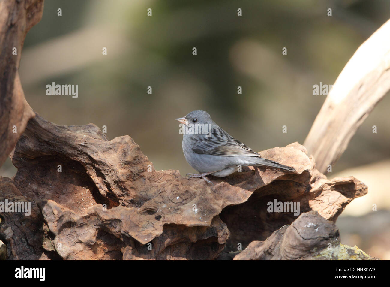 Grey Bunting (Emberiza variabilis) - perched in the sun on fallen wood in a forest on Kyushu, Japan, in winter Stock Photo