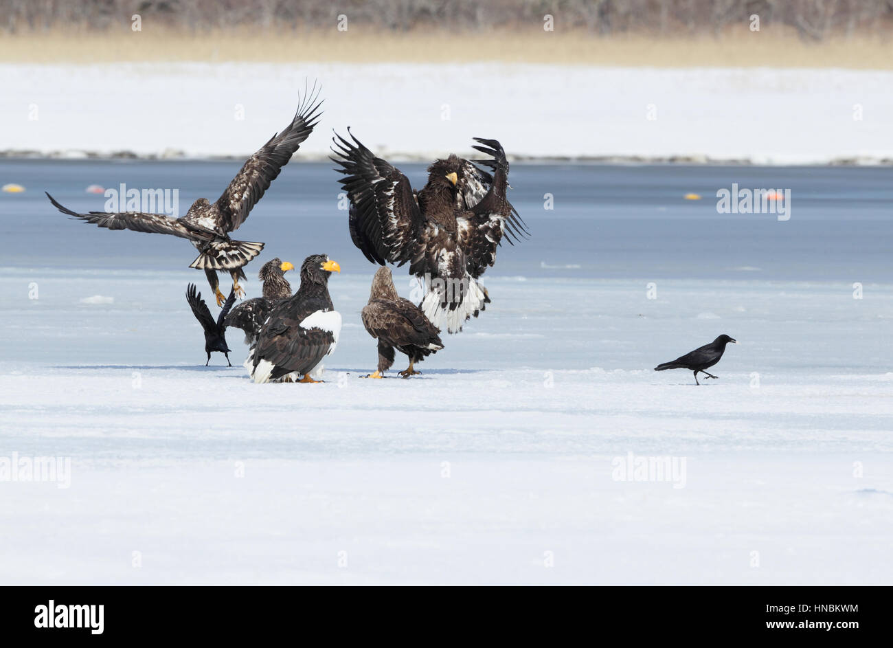 Steller's Sea-Eagle (Haliaeetus pelagicus), 1 White-tailed Eagle (Haliaeetus albicilla) & 2 Large-billed Crow (Corvus macrorhynchos) on ice, Japan Stock Photo