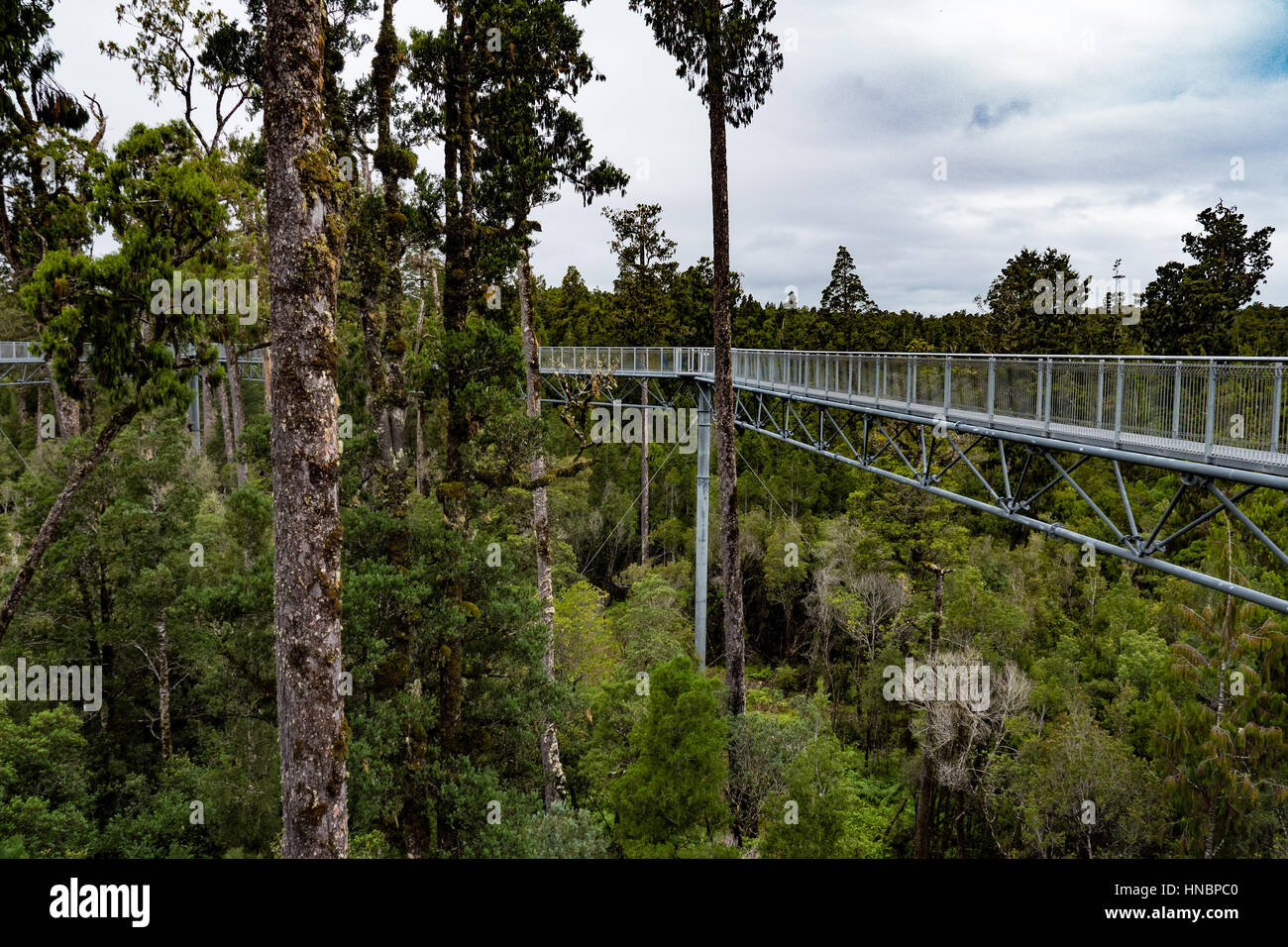 West Coast Treetop Walk, Hokitika, South Island, New Zealand Stock