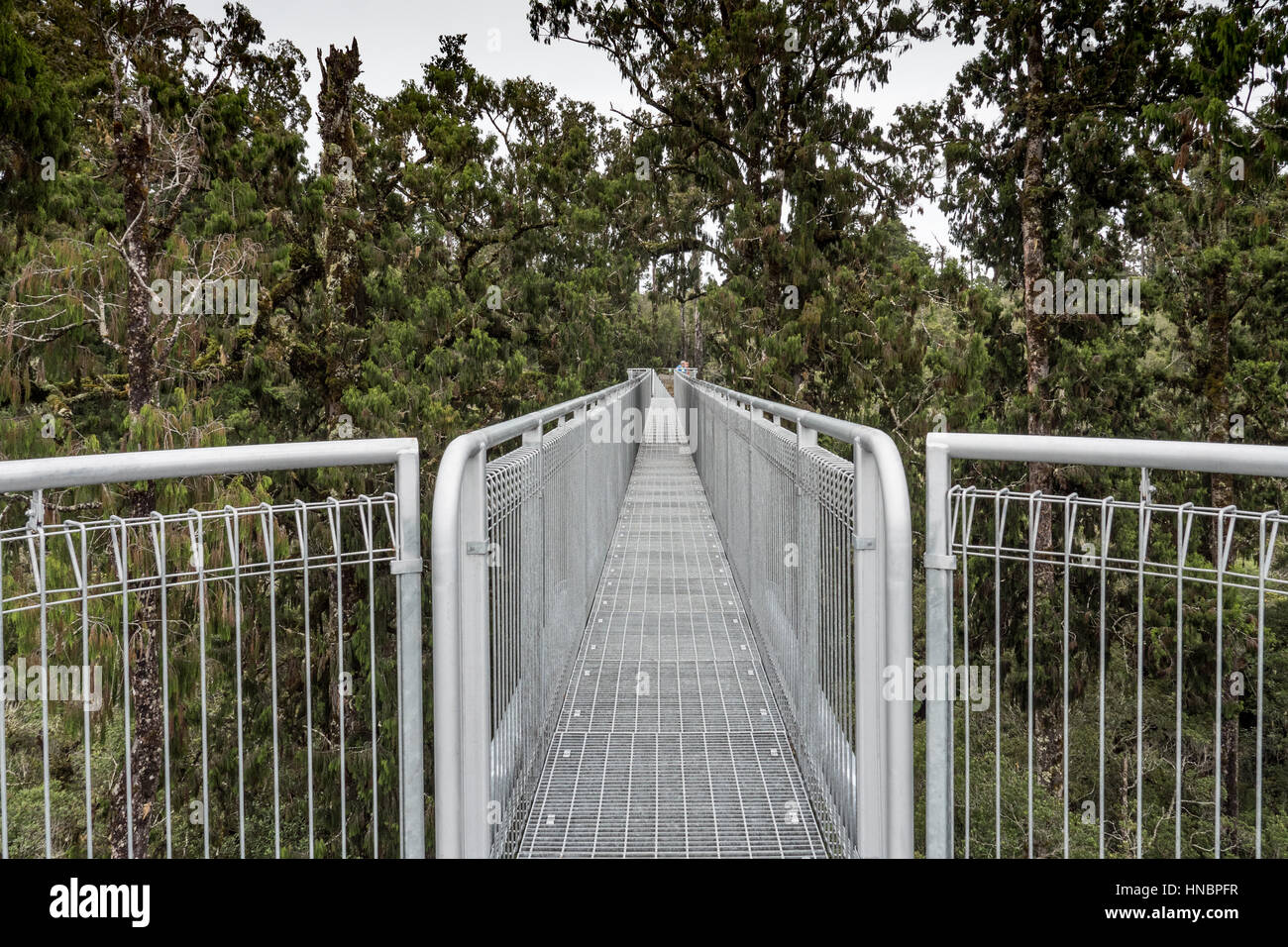 West Coast Treetop Walk, Hokitika, South Island, New Zealand Stock