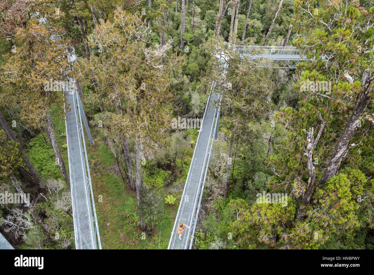 West Coast Treetop Walk, Hokitika, South Island, New Zealand Stock
