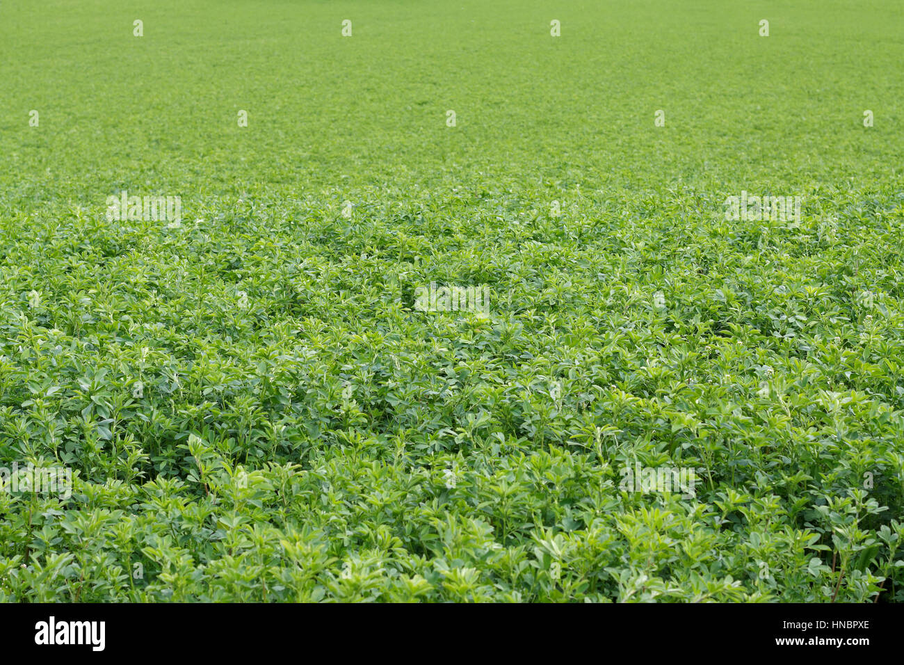 Alfalfa seed field hi-res stock photography and images - Alamy