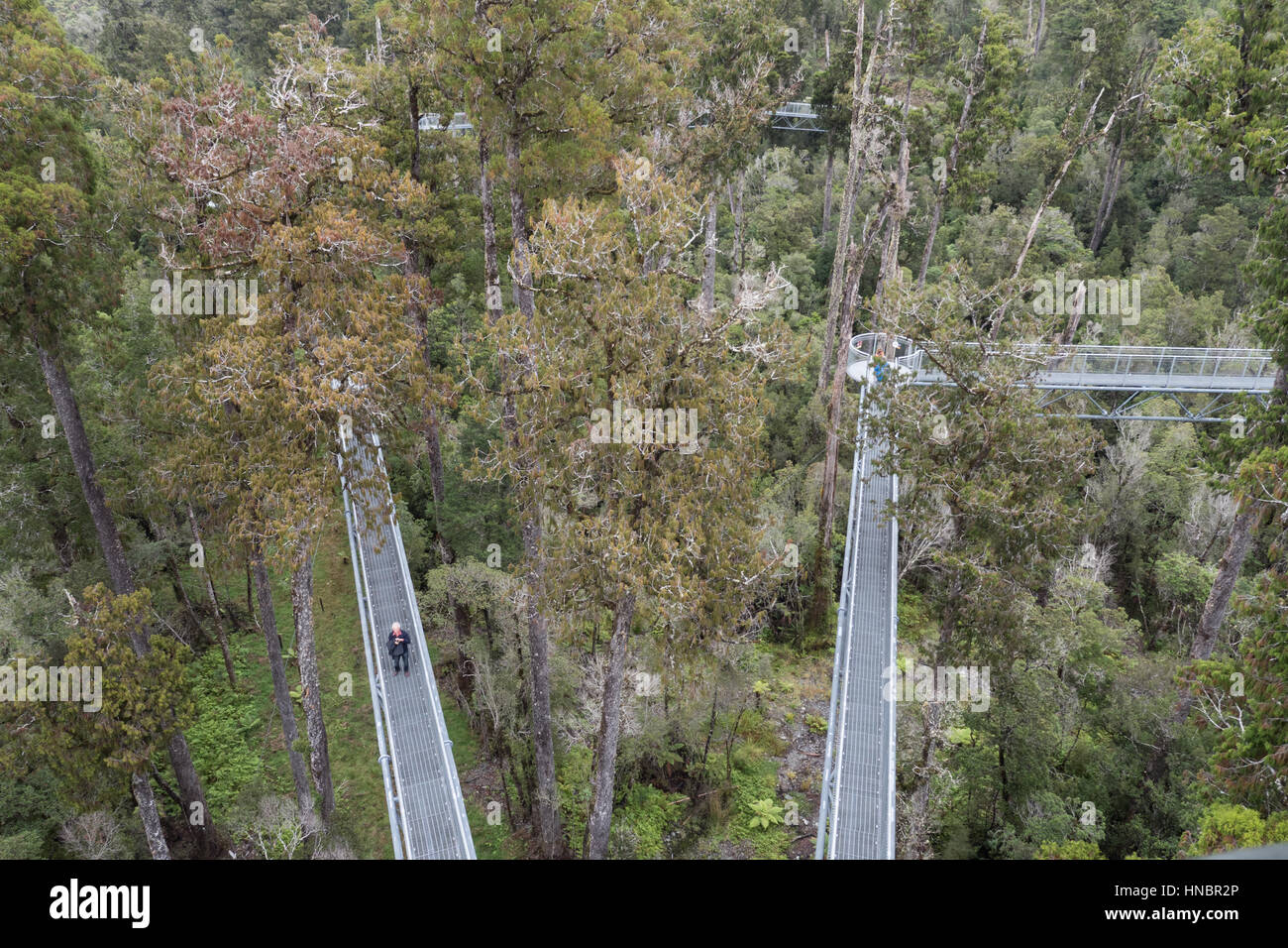 West Coast Treetop Walk, Hokitika, South Island, New Zealand Stock