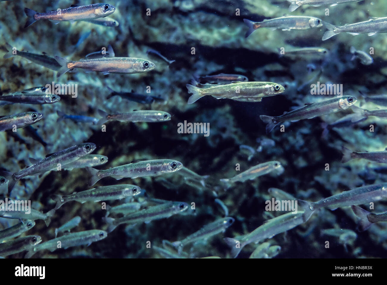 Many small salmon fish, underwater view, age 8 - 12 months Stock Photo