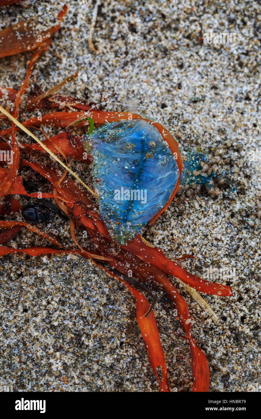 Blue bottle jelly fish washed up with seaweed. Stock Photo