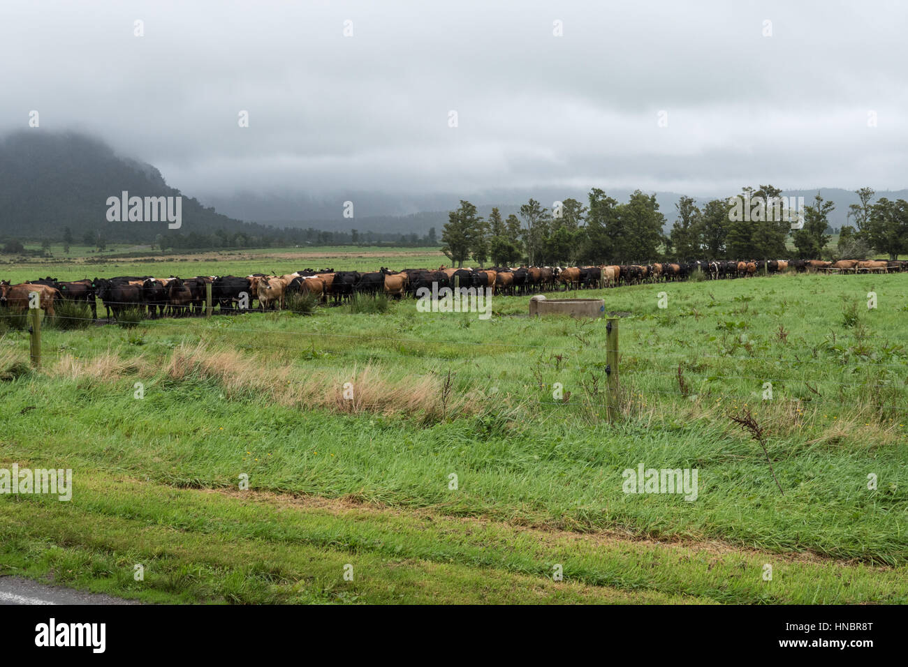 Dairy cattle, South Island, New Zealand Stock Photo Alamy