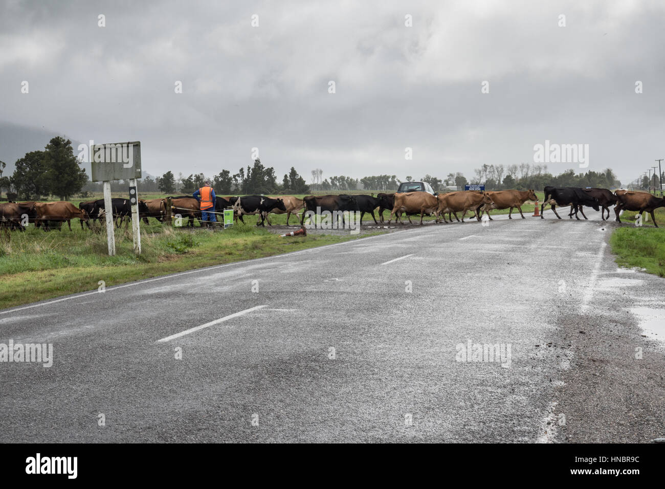 Dairy cattle crossing the highway, South Island, New Zealand Stock
