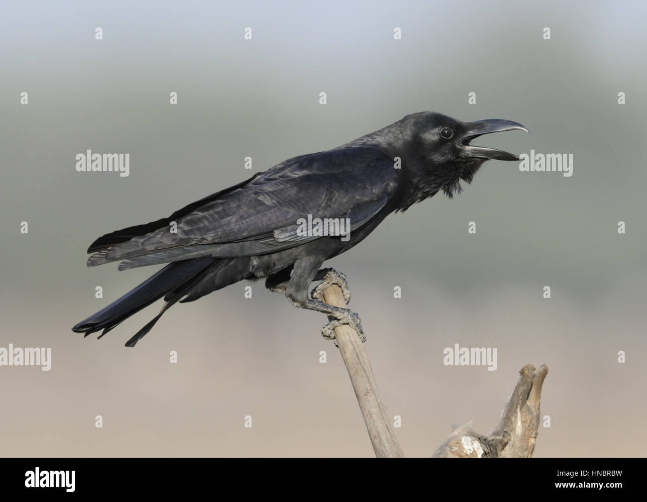 Large-billed Crow - Corvus macrorhynchos Stock Photo