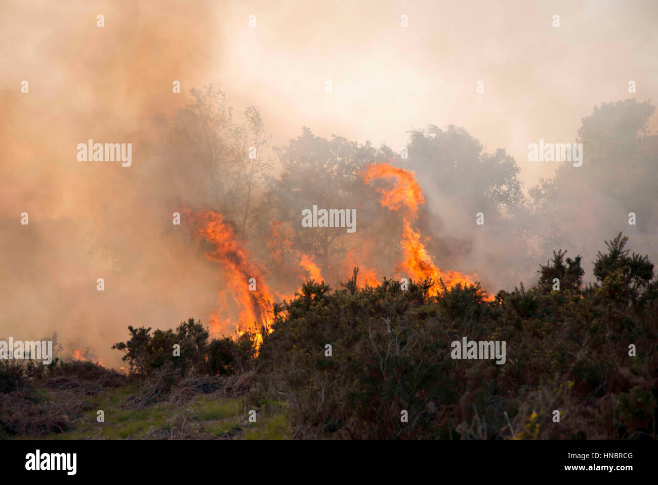 Heathland Fire - Ashdown Forest Stock Photo