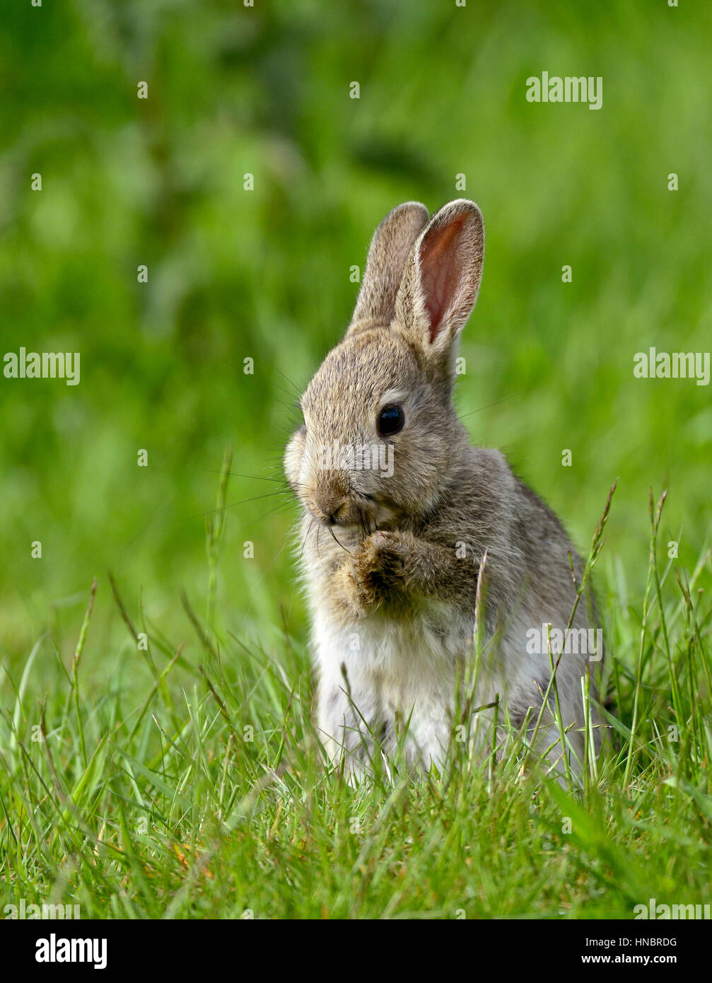 Rabbit - Oryctolagus cuniculus Stock Photo - Alamy