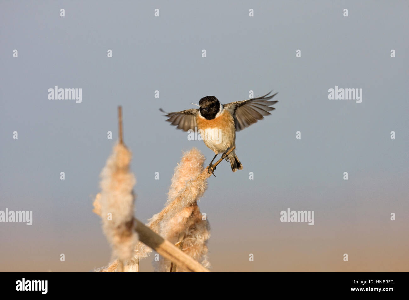 Stonechat In Flight Saxicola flying flight hi-res stock photography and images - Alamy
