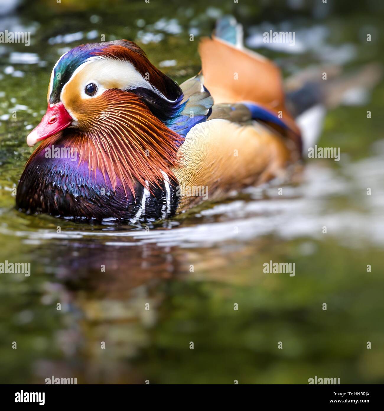 Beautiful male Mandarin Duck (Aix galericulata Stock Photo - Alamy