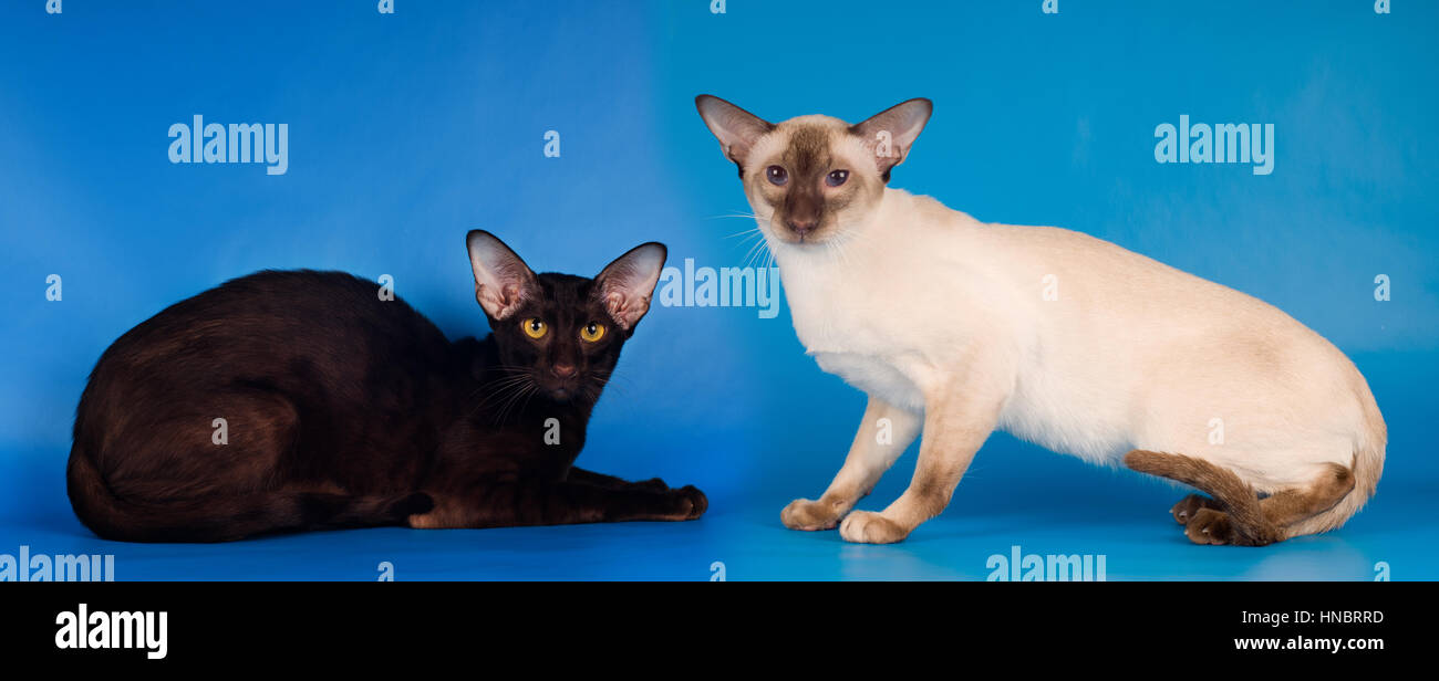 Two purebred cats siam and oriental breed studio shot sits on blue background and looking at camera Stock Photo