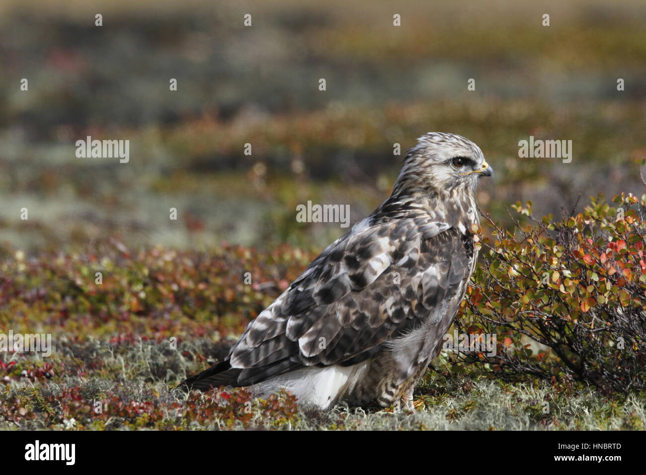Willow plant arctic tundra hi-res stock photography and images - Alamy