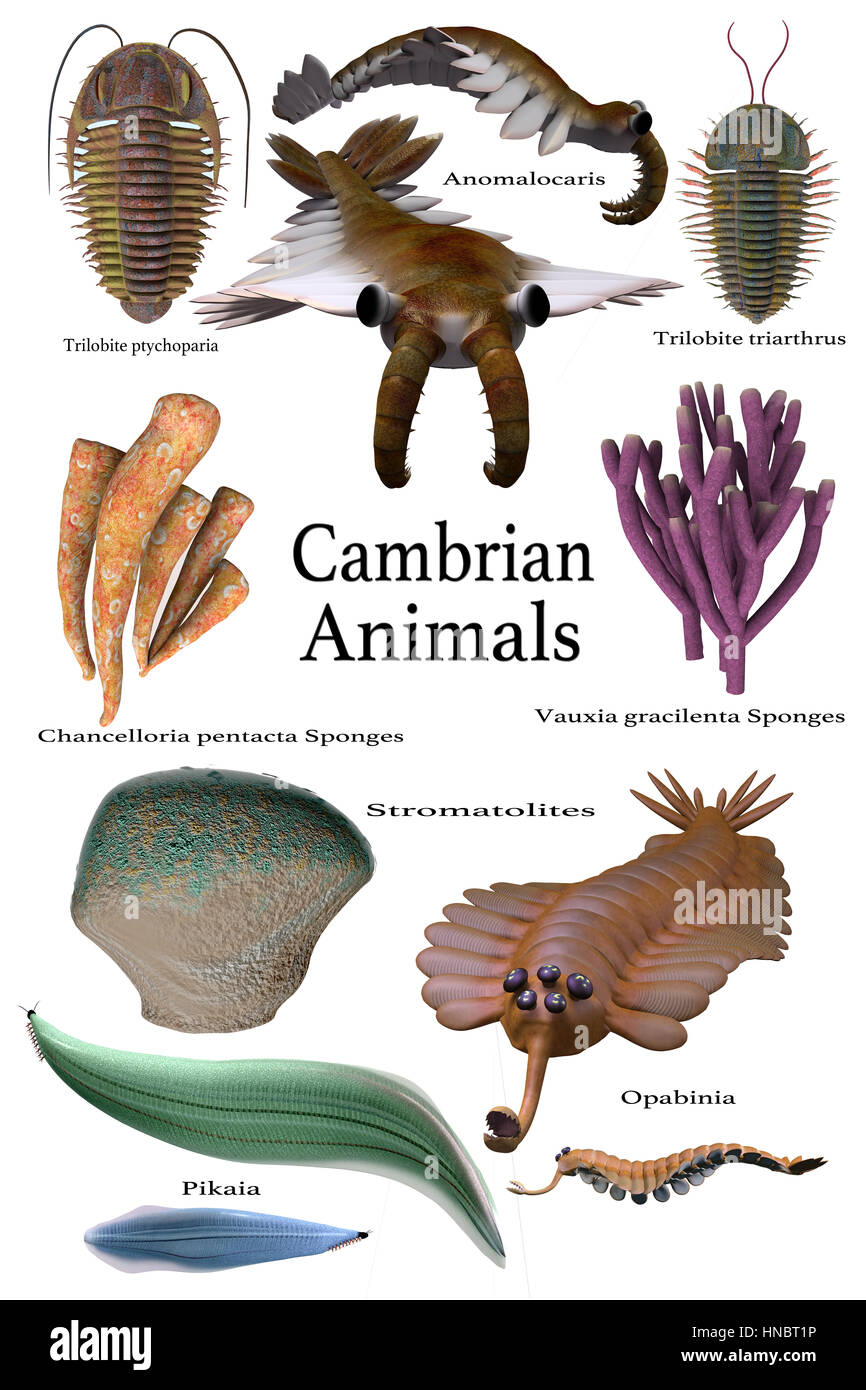 Cambrian Animals - An assortment of some of the animals, sponges and microbes of the Cambrian seas of Earth's history. Stock Photo