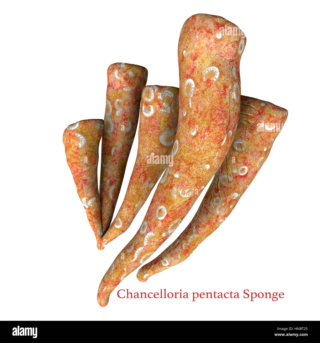 The Chancelloria pentacta sponge lived in Cambrian seas and its fossils can be found in Burgess shale deposits in Canada. Stock Photo