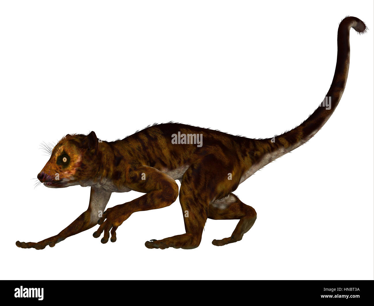 Darwinius is lemur-like early primate that lived in the Eocene Period in Germany. Stock Photo
