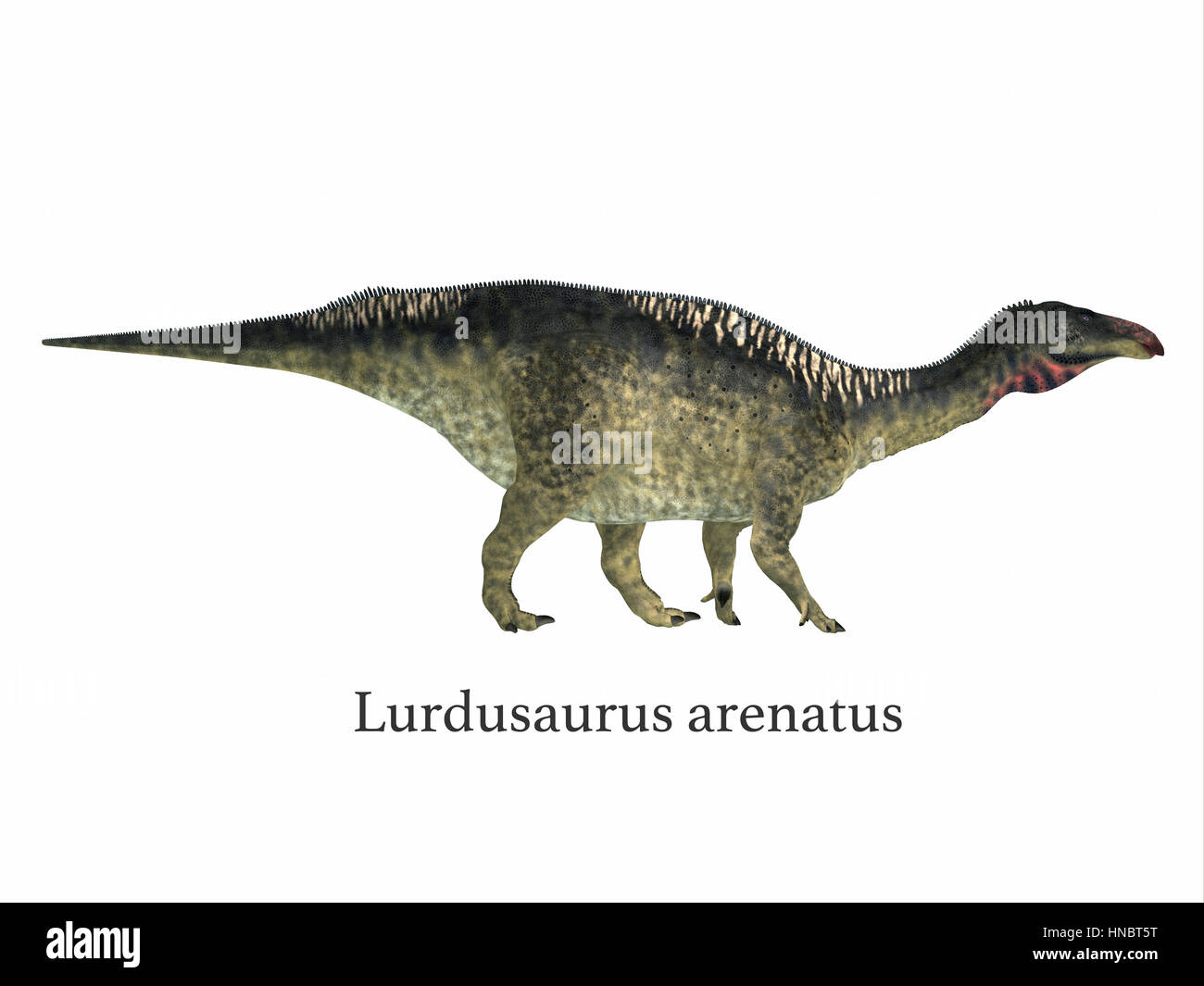 Lurdusaurus was a herbivorous ornithopod iguanodont dinosaur that lived in Niger in the Cretaceous Period. Stock Photo