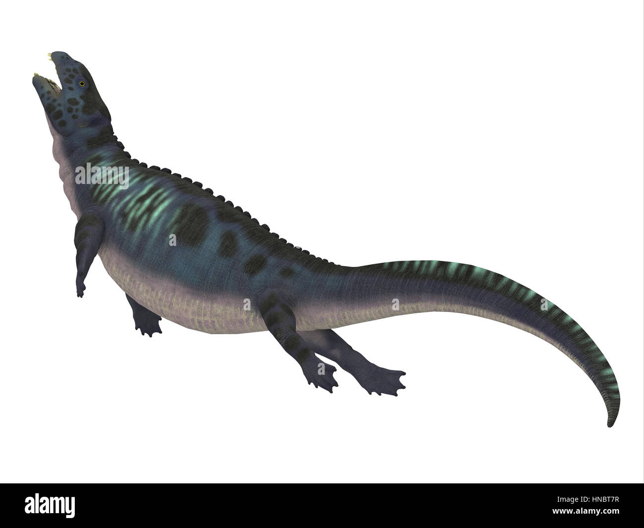 Placodus was a marine reptile that swam in the shallow seas of the Triassic Period in Europe and China. Stock Photo