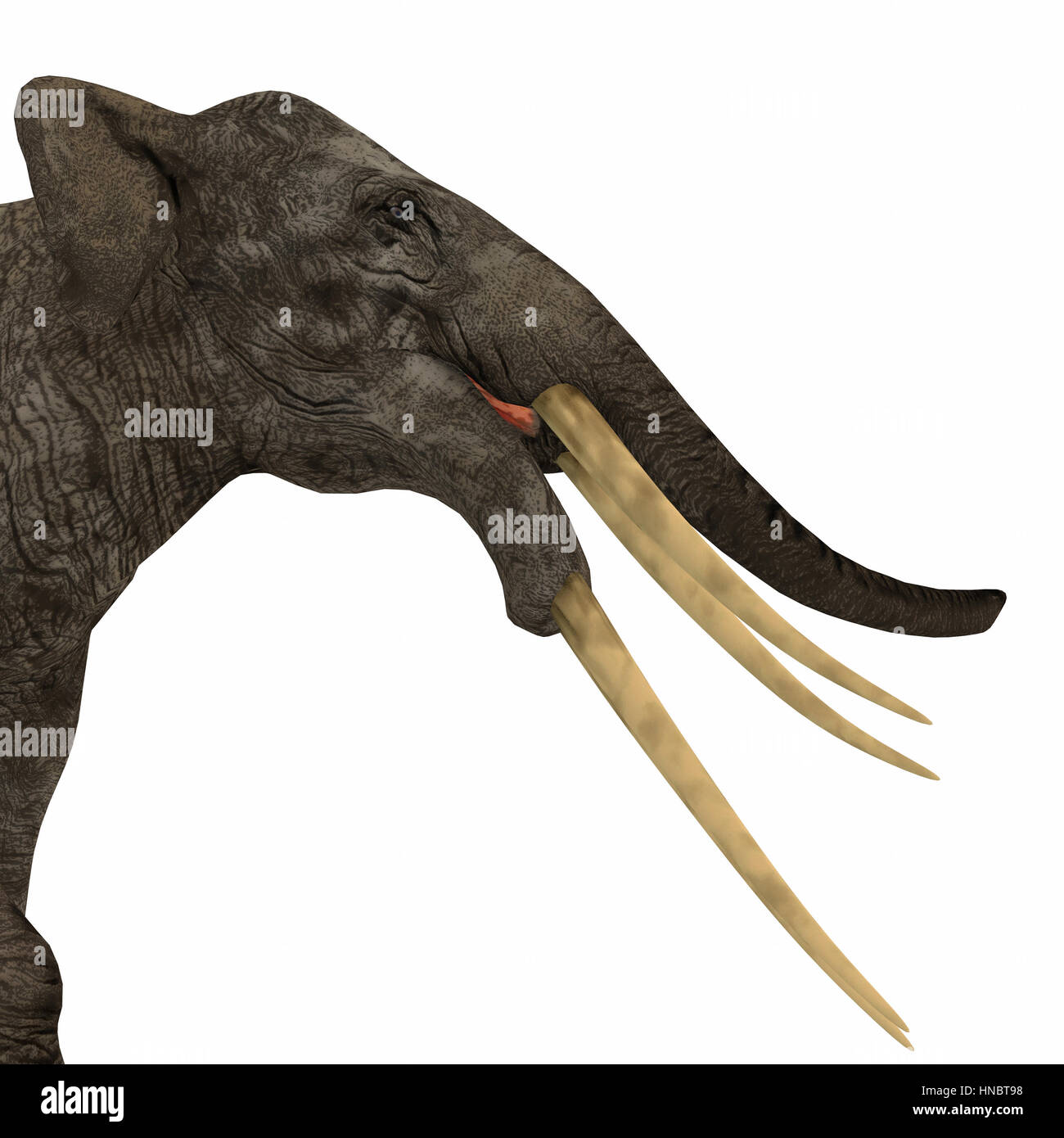 Stegotetrabelodon was an elephant that lived in the Miocene and Pliocene Periods of Africa and Eurasia. Stock Photo