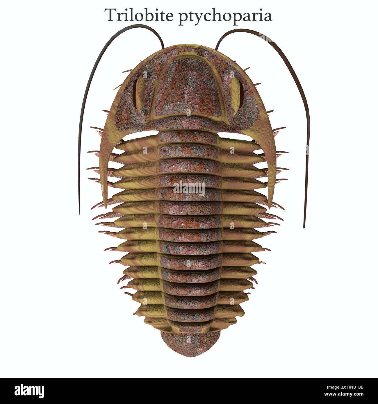 Trilobite ptychoparia animal lived in the Cambrian seas of Eurasia and North America. Stock Photo