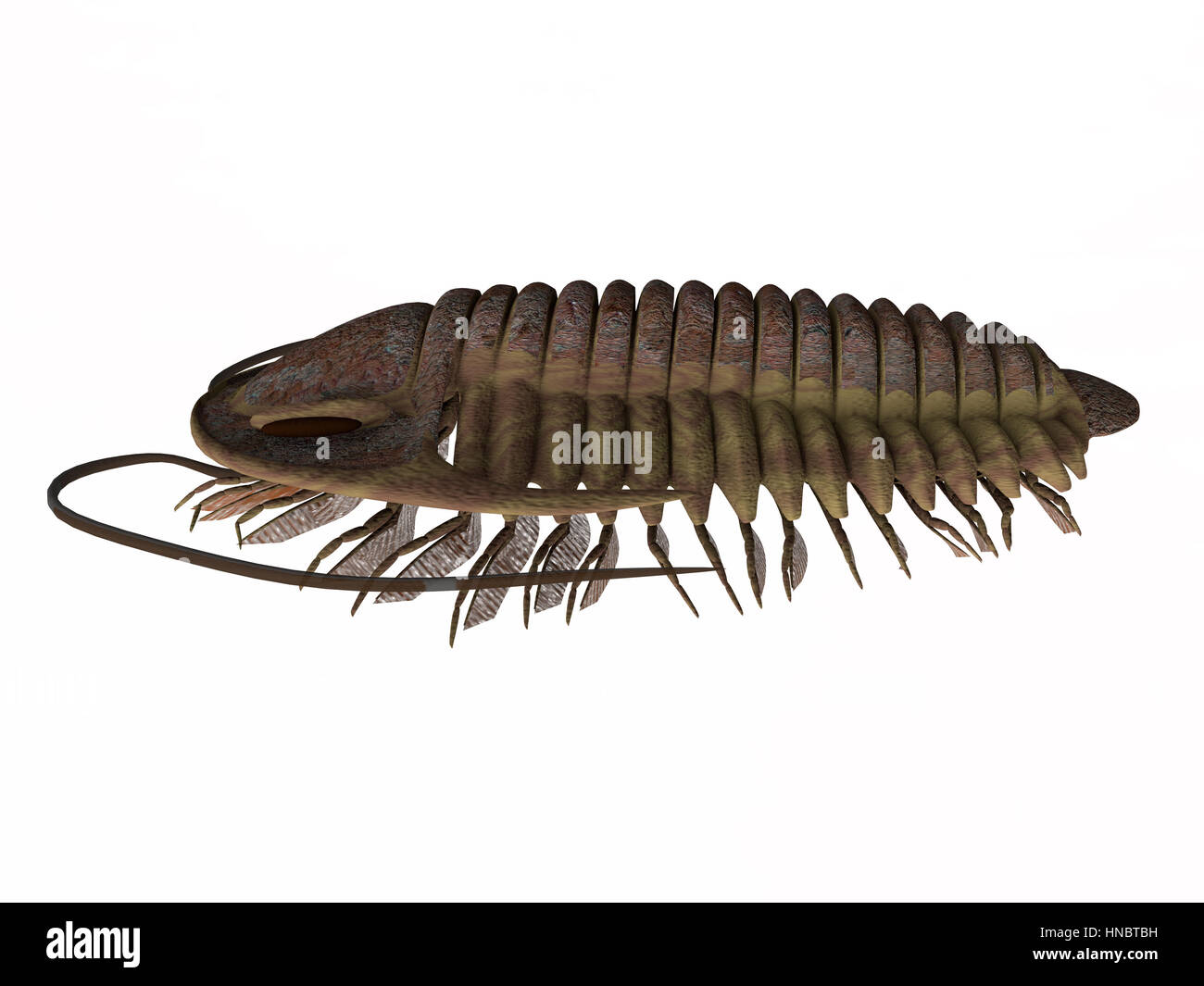 Trilobite ptychoparia animal lived in the Cambrian seas of Eurasia and North America. Stock Photo