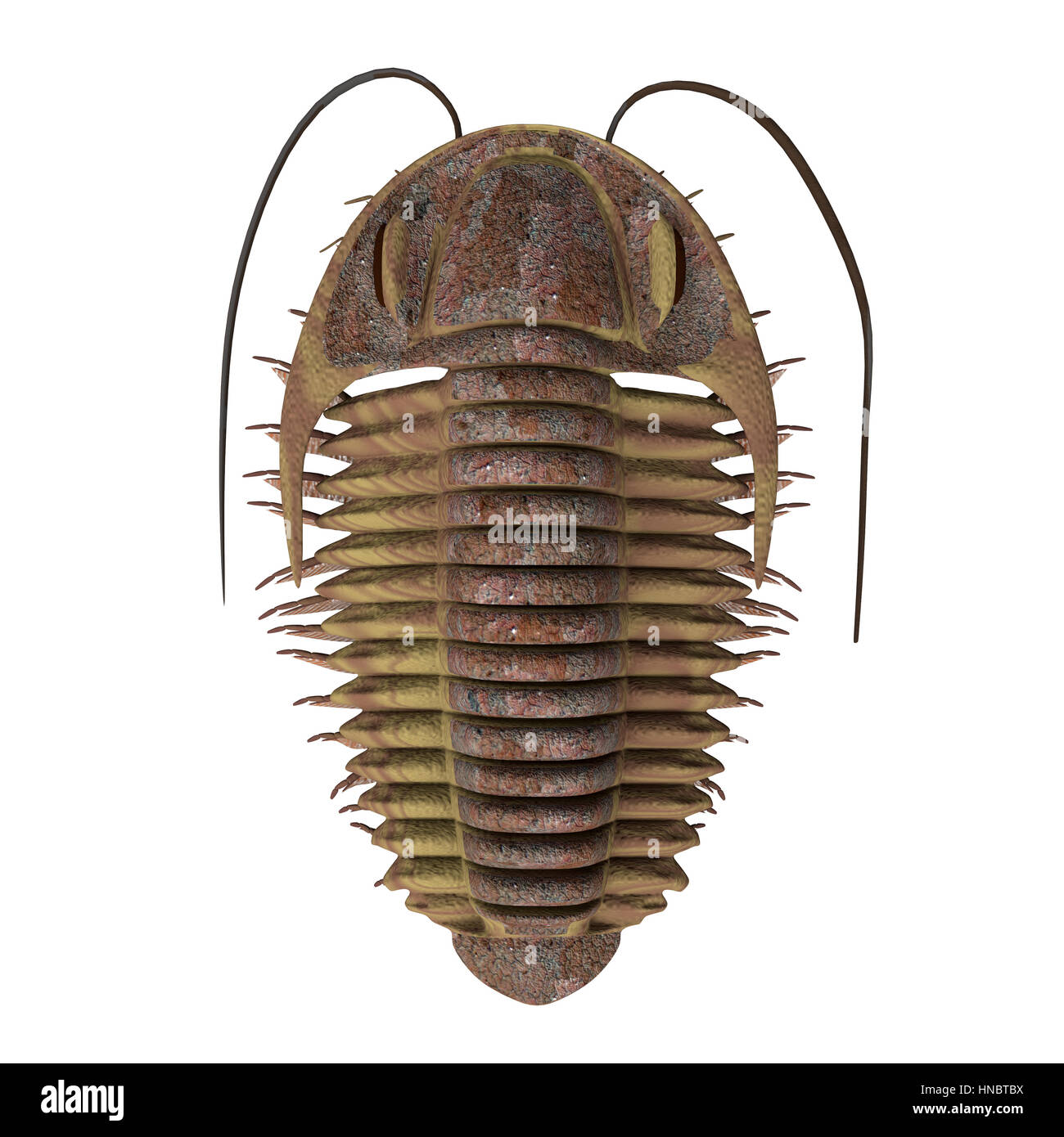 Trilobite ptychoparia animal lived in the Cambrian seas of Eurasia and North America. Stock Photo