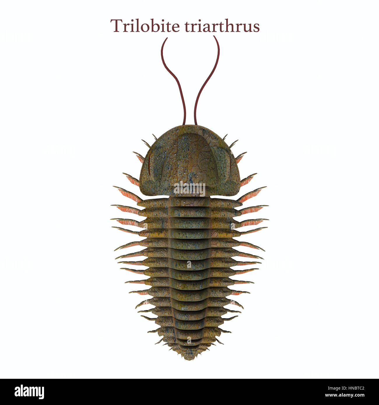 Trilobite triarthrus is a Burgess shale animal that lived in the Cambrian seas of Canada, North America, China and Scandinavia. Stock Photo