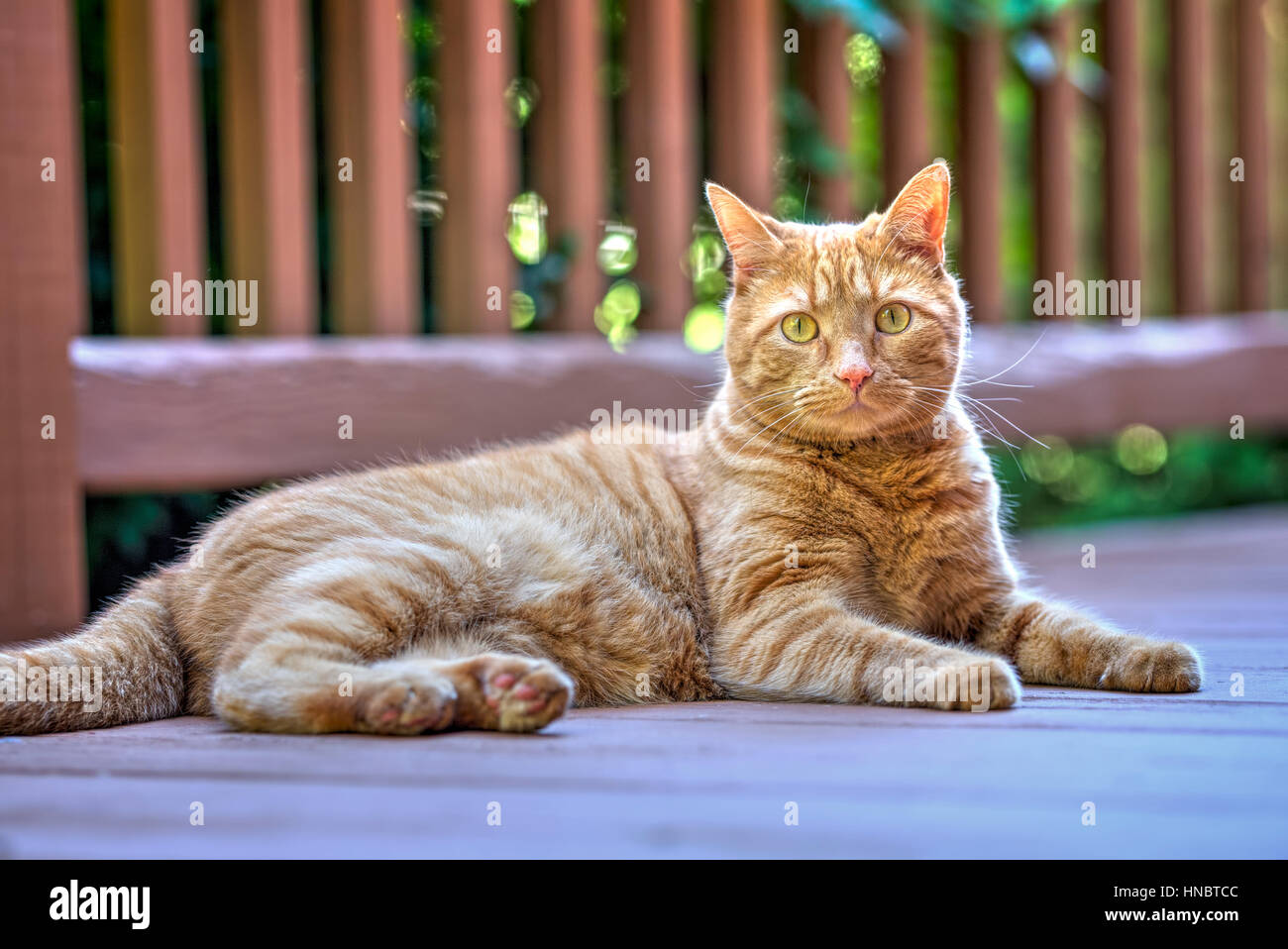 Orange Cat lying down on front porch looking at camera. Stock Photo