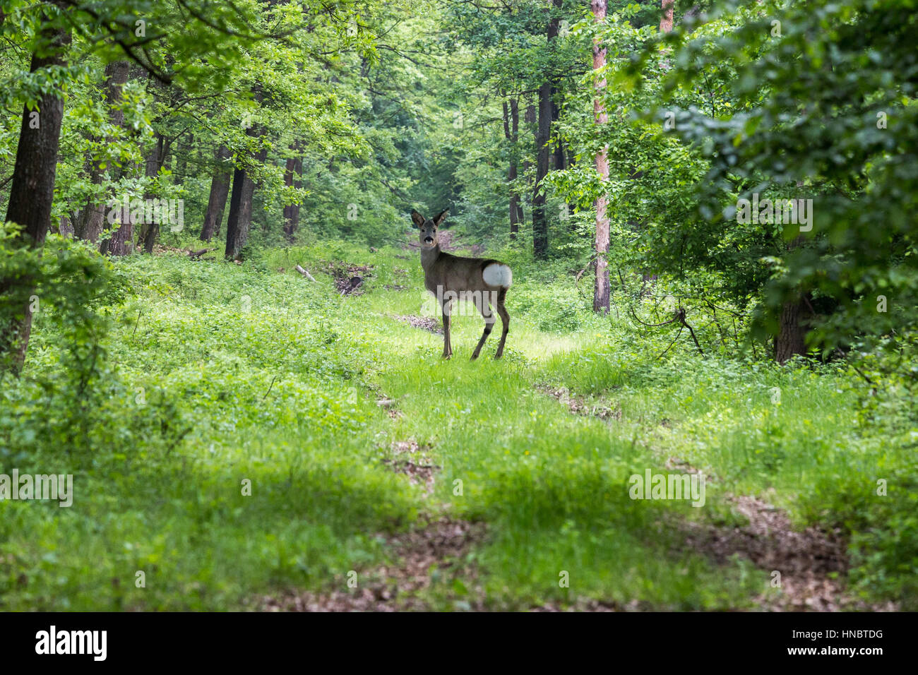 Roe deer woodland spring doe hi-res stock photography and images - Alamy
