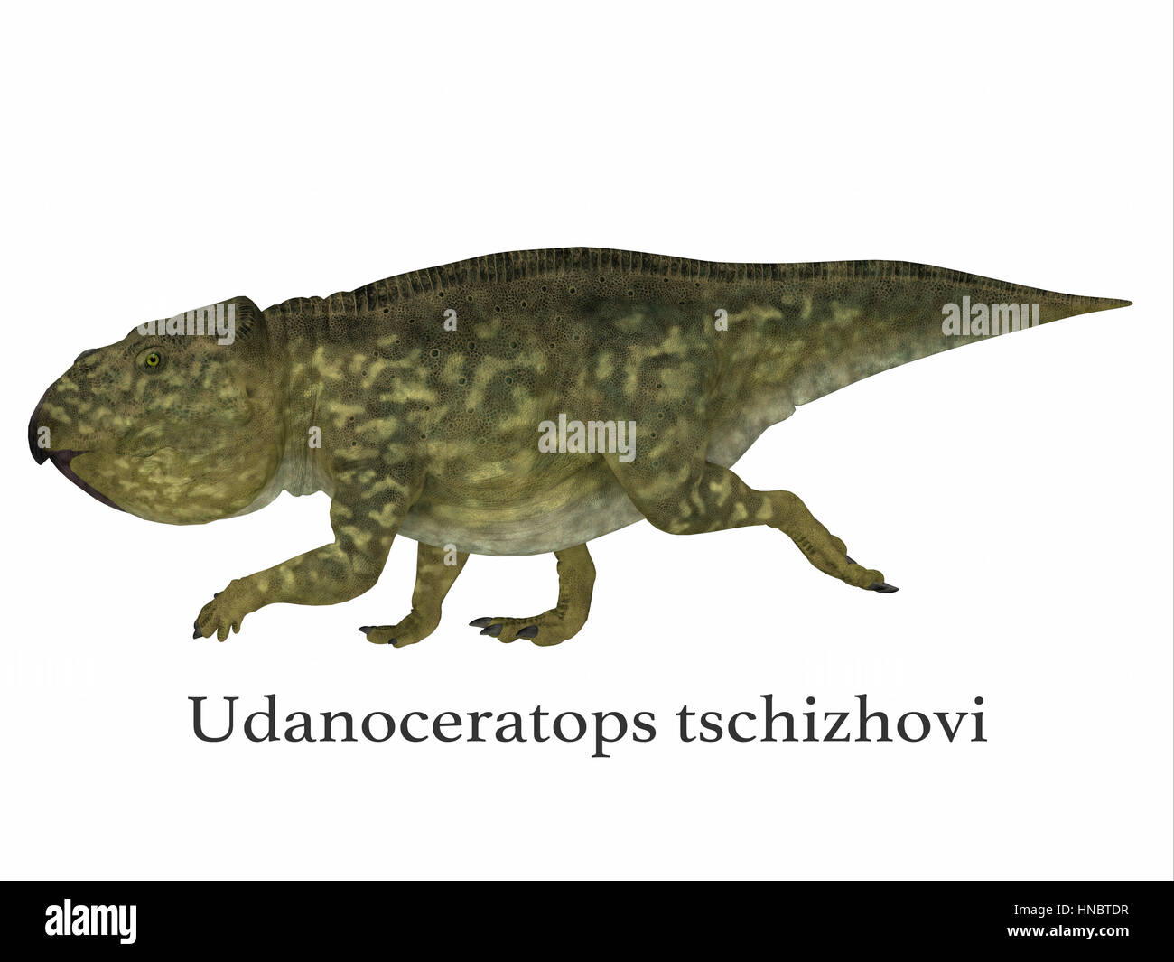 Udanoceratops was a Ceratopsian herbivorous dinosaur that lived in Mongolia in the Cretaceous Period. Stock Photo