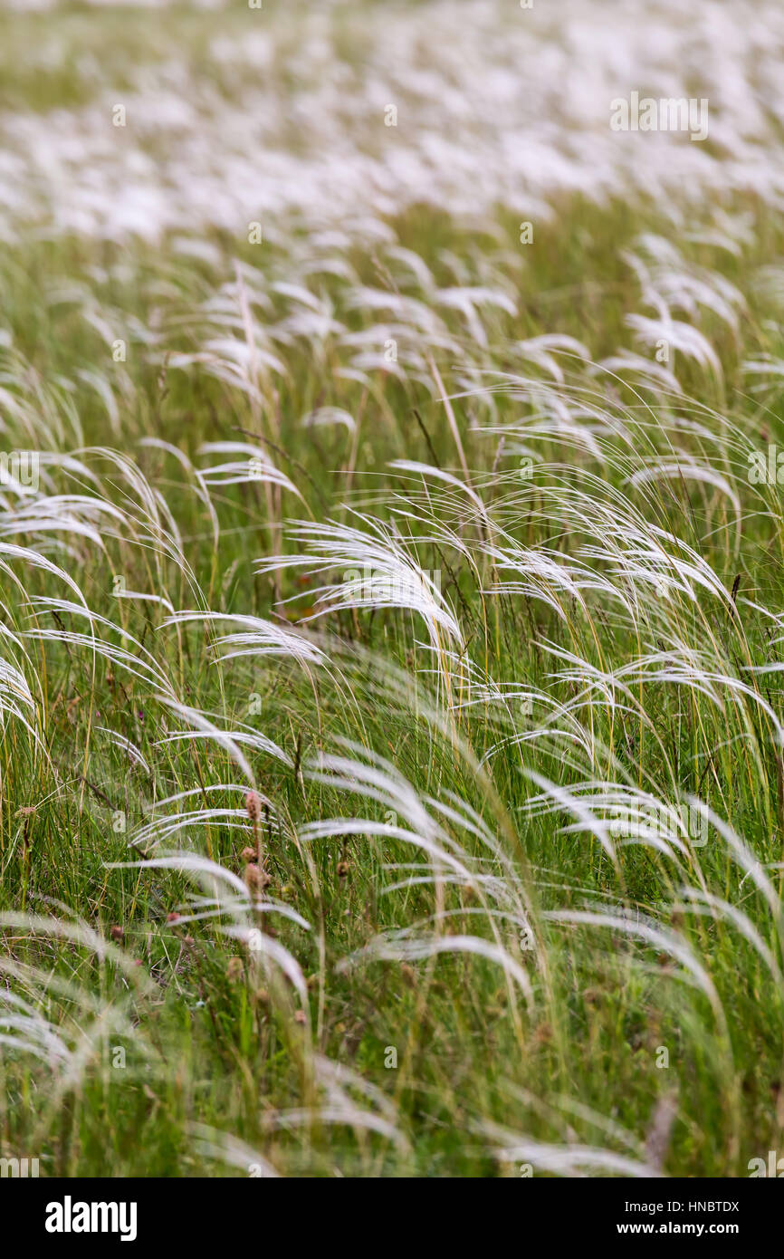 Beautiful stipa field in the wind Stock Photo