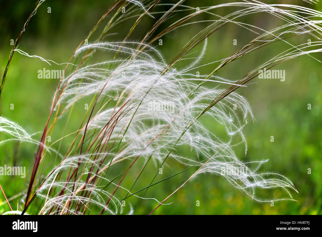 Beautiful stipa field in the wind Stock Photo
