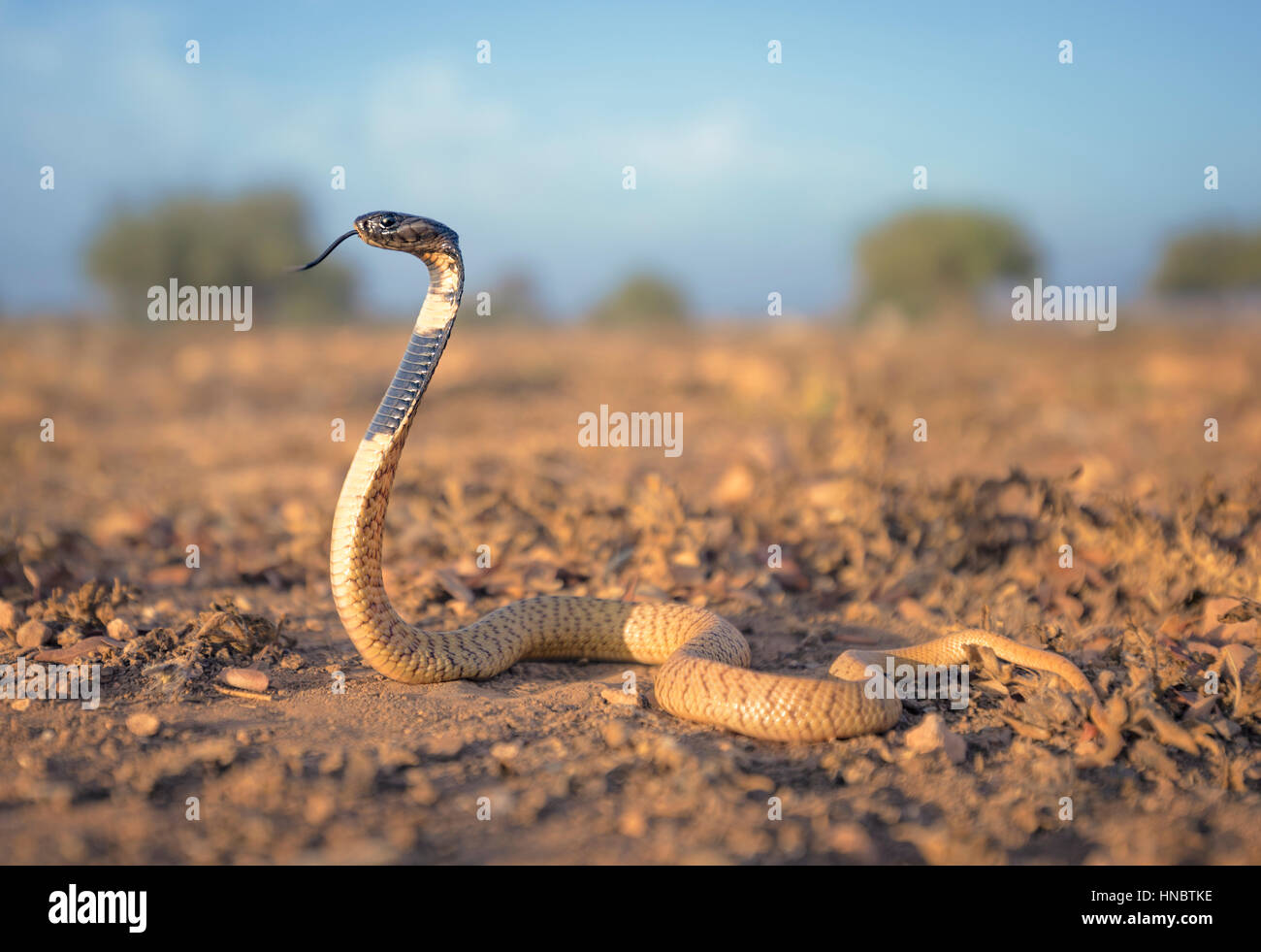 Black cobra snake hi-res stock photography and images - Alamy