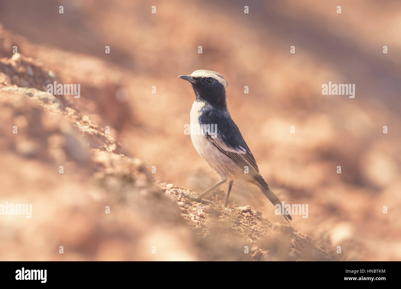 Maghreb wheatear bird (Oenanthe lugens), Morocco Stock Photo