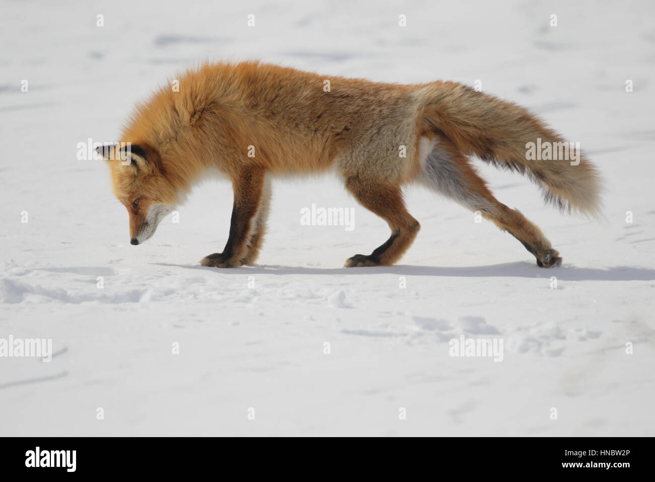 Hokkaido Red Fox (Vulpes vulpes schrencki), a particularly furry subspecies of the widespread fox, against winter snow, on Hokkaido, Japan Stock Photo