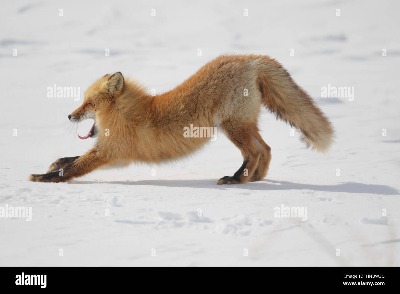 Hokkaido Red Fox (Vulpes vulpes schrencki), a particularly furry subspecies of the widespread fox, against winter snow, on Hokkaido, Japan Stock Photo