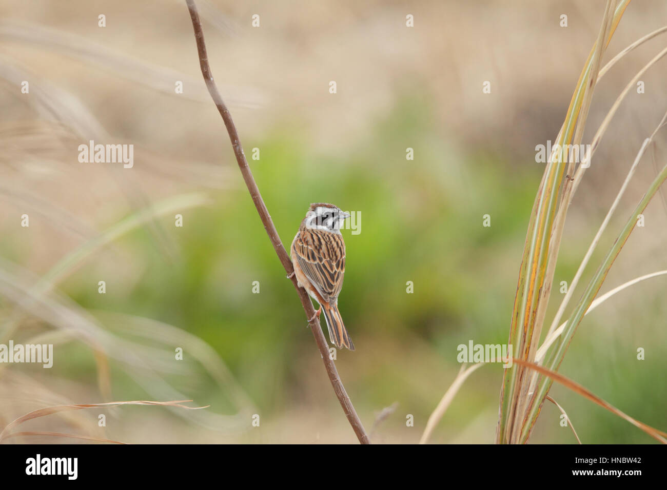 Meadow Bunting (Emberiza cioides), an Asian, seed-eating bird with a stripy head, perched on a slender stem Stock Photo
