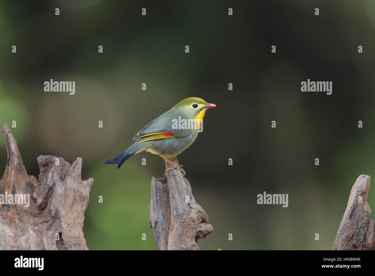 Red-billed Leiothrix (Leiothrix lutea), a colourful non-native bird sitting on dead wood, at a picnic site in Kyushu, Japan Stock Photo