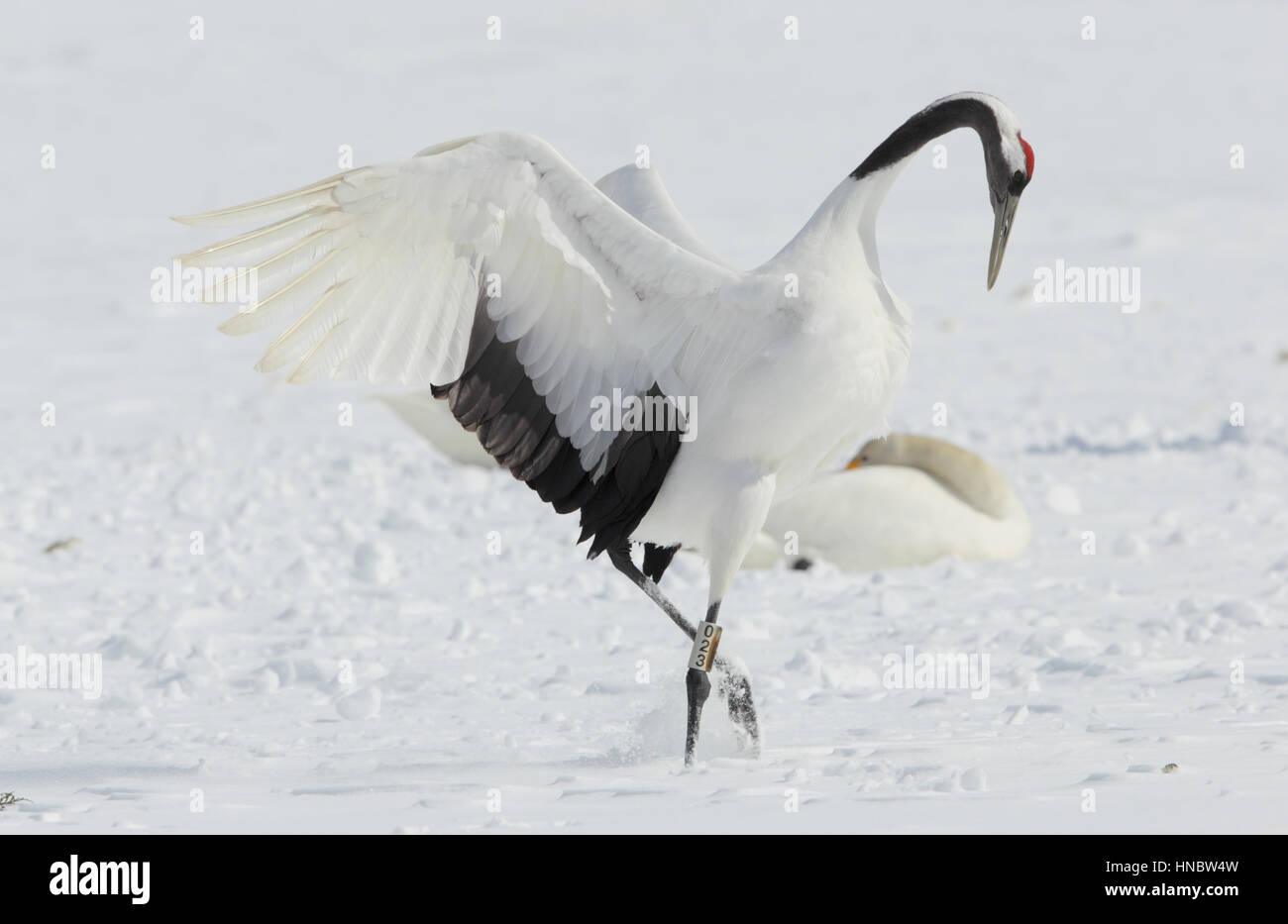 Red-crowned Crane (Grus japonensis) or tancho, a globally threatened bird of cultural significance in Japan, on Hokkaido, in winter Stock Photo