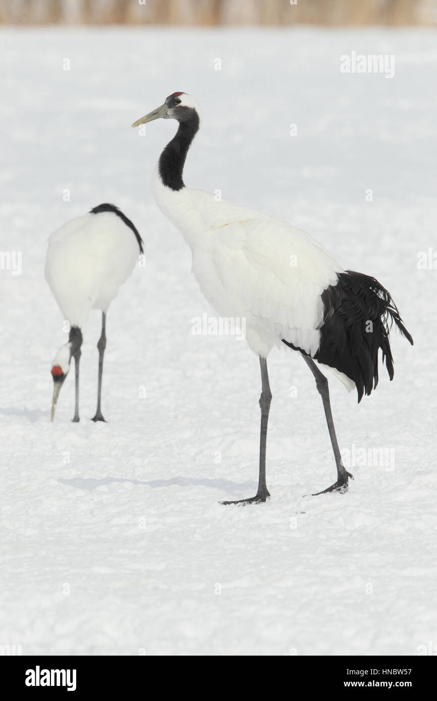 Red-crowned Crane (Grus japonensis) or tancho, a globally threatened bird of cultural significance in Japan, on Hokkaido, in winter Stock Photo
