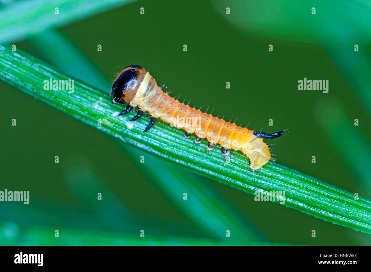 Pine Hawk moth larvae (Sphinx pinastri) young larvae just emerged from