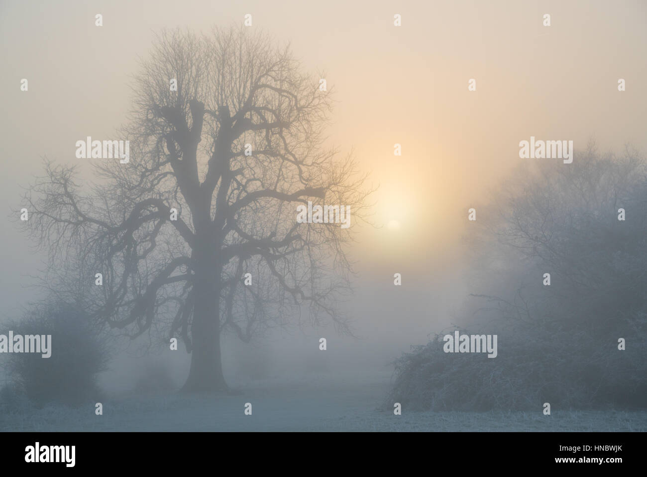 Winter morning in Hatfield Forest, Essex, England, United Kingdom Stock Photo